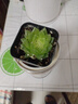 蛇年新品白娘子玉露多肉植物盆栽新手好養肉肉辦公室陽(yáng)臺花卉 白娘子玉露4-6cm塑料盆栽好】 曬單實(shí)拍圖