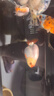 森悠（SARYOR）蘭壽金魚(yú)活魚(yú)小型國粹精品冷水魚(yú)好養招財潘氏奶牛玉兔水墨觀(guān)賞魚(yú) 混搭中號蘭壽 6-8CM3條 曬單實(shí)拍圖