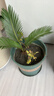 意軒大鐵樹(shù)盆景 鐵樹(shù)苗 蘇鐵 鐵樹(shù)苗植物盆栽蘇鐵苗大鐵樹(shù)庭院陽(yáng)臺 球直徑5厘米 曬單實(shí)拍圖