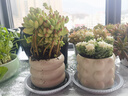 多肉植物大老樁多頭群生組合小盆栽綠植花卉室內桌面含帶陶瓷花盆 果凍乙女心+甜甜圈盆 【送托盤(pán)】;帶盆栽好 曬單實(shí)拍圖
