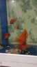 熱帶魚(yú)淡水觀(guān)賞魚(yú)活體熱帶魚(yú)財神魚(yú)鸚鵡魚(yú)發(fā)財魚(yú)臺版元寶財神包活 紅財神（8-10公分）3條 曬單實(shí)拍圖