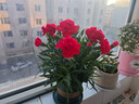 帶花苞發(fā)貨 · 康乃馨盆栽 · 陽(yáng)臺室內花卉盆栽辦公室鮮花綠植 紅色康乃馨【帶花苞】 曬單實(shí)拍圖