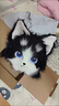 拉迪圖原創(chuàng  )獸裝福瑞獸頭日系Fursuit單頭成品頭套漫展cosplay服裝可穿戴 黑白 曬單實(shí)拍圖