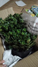 四季常青金魚(yú)花吊蘭盆栽室內綠植花卉多肉植物發(fā)財樹(shù)好養易活全 04：金魚(yú)吊蘭【整盆20-30顆】原盆土 曬單實(shí)拍圖