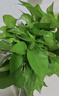 嘆為觀(guān)止18種吊蘭任你選金邊吊蘭各種盆栽花卉客廳垂吊桌面植物凈化空氣 綠蘿 含盆 曬單實(shí)拍圖