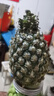 正宗海南金鉆鳳梨新鮮水果當季樹(shù)上熟芒果鳳梨【催熟食用】 1粒裝單果500g-650g【7成熟，催熟再吃】 曬單實(shí)拍圖