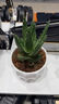 藍桂圓不夜城蘆薈盆栽 室內桌面綠植多肉 好養易活吸甲醛加侖盆源頭直發(fā) 曬單實(shí)拍圖