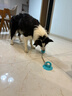 柒哦狗狗玩具吸盤(pán)耐咬磨牙解悶自嗨神器邊牧消耗體力小狗玩具寵物用品 【耐咬加厚 】刺球款（藍色） 曬單實(shí)拍圖