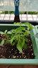 九層塔潮汕金不換盆栽食用主廚房九層塔盆栽食用羅勒植物香料甜羅 1年苗--葉子帶淡香味 不帶盆 曬單實(shí)拍圖
