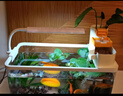 瘋狂水草浮萍水草魚(yú)缸造景水生植物古法魚(yú)缸水草真水草凈化1 源頭直發(fā)包郵 曬單實(shí)拍圖