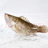 鮮活桂魚(yú)400-500g 曬單實(shí)拍圖