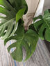 愛(ài)優(yōu)尚水培龜背竹盆栽客廳室內辦公室桌面植物2株60cm吸甲醛源頭直發(fā) 曬單實(shí)拍圖
