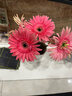 弗朗花非洲菊太陽(yáng)花仙氣粉色花頭鮮切花家庭水養居家插瓶裝飾鮮花 非洲菊-粉色系10枝 曬單實(shí)拍圖