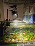 YEE水草燈爆藻草缸燈鋁合金支架發(fā)色小筒燈防魚(yú)缸燈吊燈流溪缸 【三色變光】9W黑色筒燈/適合60以?xún)雀?曬單實(shí)拍圖