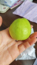 白心芭樂(lè ) 福建漳州軟糯芭樂(lè )番石榴放軟更好吃 2粒 曬單實(shí)拍圖