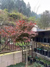 日本紅楓樹(shù)苗四季紅舞姬老樁盆栽盆景庭院別墅綠化植物苗室外 【日本紅舞姬】1cm粗1顆(基地現挖發(fā)貨) 81cm(含)-110cm(含) 曬單實(shí)拍圖