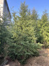 雪松樹(shù)苗圣誕樹(shù)苗四季常青寶塔松耐寒綠化松樹(shù)苗雪松苗迎客松小苗 雪松苗40-50厘米高(5棵) 其他 曬單實(shí)拍圖