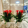 鴻運當頭盆栽帶花客廳辦公室內落地大型綠植喬遷開(kāi)業(yè)送禮花卉祿植 鴻運當頭3株70-80cm+鉆石樹(shù)脂盆 【招財納?！科焚|(zhì)保證 曬單實(shí)拍圖