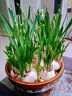 花翁漳州水仙花種球6個(gè) 室內盆栽水養帶花苞年宵花卉植物源頭直發(fā) 曬單實(shí)拍圖