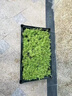 金葉佛甲草盆栽黃金萬(wàn)年草庭院屋頂綠化草皮多年生觀(guān)葉綠地被植物 姬巖垂草(1盤(pán))50*30cm 含托盤(pán) 曬單實(shí)拍圖
