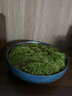 高端草皮鮮活苔蘚微景觀(guān)植物盆景盆栽水陸缸假山造景材料短絨青苔 特級短絨蘚(13*8cm)2片 曬單實(shí)拍圖