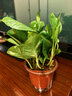 綠蘿盆栽室內植物新房家用吸除甲醛凈化空氣水培綠植花卉長(cháng)藤綠蘿 120#原盆自動(dòng)吸水【4盆】+2包肥 曬單實(shí)拍圖