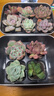 墨一多肉植物室內帶盆組合小盆栽帶樁大顆好養活多品種花卉綠植營(yíng)養土 10顆不重復 曬單實(shí)拍圖