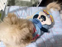 阿莫爾可牽引狗狗衣服秋冬裝泰迪比熊博美小型犬寵物貓咪保暖可愛(ài)四腳衣 紅條紋卡通小狗【可牽引】 S 建議3-5斤 具體參考尺碼表 曬單實(shí)拍圖