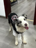 優(yōu)觀(guān)狗狗衣服大型犬薄款金毛拉布拉多杜賓假兩件球服大狗衣服夏季衣服 圖片色 S[30-40斤] 曬單實(shí)拍圖