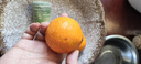 京覓正宗德慶皇帝柑新鮮水果貢柑 凈8.8斤廣東 單果60mm+源頭直發(fā)包郵 曬單實(shí)拍圖