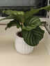 青蘋(píng)果水培竹芋盆栽室內桌面客廳植物辦公室觀(guān)葉好養綠植四季花卉 精選品質(zhì)青蘋(píng)果竹芋+南瓜自吸盆+肥料 含盆整體高度25-30cm 曬單實(shí)拍圖