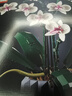 樂(lè )高（LEGO）積木拼裝10311 蘭花永生花男孩女孩女生玩具生日新年禮物年貨裝飾 曬單實(shí)拍圖