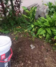 嫁接柚子苗紅心三紅蜜柚樹(shù)苗南方種植盆栽地栽當年結果庭院果樹(shù)苗 泰國紅寶石2年苗【帶土帶葉】 70cm(含)-79cm(含) 曬單實(shí)拍圖