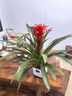 中夢(mèng)年宵花鴻運當頭盆栽植物辦公室內好養綠植紅星鳳梨客廳落地款花卉 精選鴻運當頭+加侖盆 曬單實(shí)拍圖