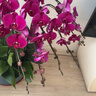 元族【2小時(shí)達】大蝴蝶蘭盆栽蘭花同城配送鮮花送父母長(cháng)輩禮物年宵花 【年年勝意】8株紫色蝴蝶蘭盆栽（花盆隨機） 曬單實(shí)拍圖