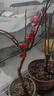 海棠花盆栽樹(shù)苗老樁四季開(kāi)花卉植物室內花庭院陽(yáng)臺名貴綠植好養活 (6年老樁)長(cháng)壽冠海棠花+肥料 曬單實(shí)拍圖