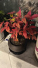 花行榜禪意盆栽耐寒花卉綠植物 火焰南天竹【舍得盆+圓底托】源頭直發(fā) 曬單實(shí)拍圖