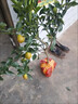 夏琴脆皮金桔帶果發(fā)貨盆栽樹(shù)苗四季果樹(shù)可食用橘子苗脆皮金橘室內常綠 脆皮金桔2年苗（適合大量種植） 81cm(含)-110cm(含) 曬單實(shí)拍圖