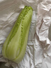 云南當季新鮮龍芽菜龍芽白菜龍牙菜苦菊清甜多汁火鍋蔬菜 帶箱5斤 曬單實(shí)拍圖