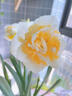 臨雅洋水仙花種球水培植物水仙室內客廳球根花卉盆栽混合3球源頭直發(fā) 曬單實(shí)拍圖