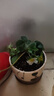 草莓苗盆栽 秋冬季四季結果陽(yáng)臺種植苗秧紅顏奶油丹東九九 紅顏草莓1盆 原盆帶花帶果+肥料 高約18-23cm 曬單實(shí)拍圖