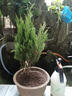 覓風(fēng)苗鋪地柏苗地柏地柏松地地柏樹(shù)盆景爬植物素材工程鋪地柏苗綠化爬 地柏30厘米高 不含盆 曬單實(shí)拍圖