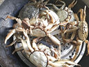 [鮮活凈重]大閘蟹螃蟹殘蟹公母特大殘蟹[性?xún)r(jià)比超高]產(chǎn)地直發(fā) 3兩左右純母蟹3斤約12只 曬單實(shí)拍圖