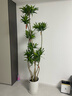 嘆為觀(guān)止 大型盆栽 單桿辮子發(fā)財樹(shù)天堂鳥(niǎo)綠蘿散尾葵辦公室內開(kāi)業(yè)喬遷禮品 造型百合竹1.5-1.7米【圓柱盆】 含盆 曬單實(shí)拍圖