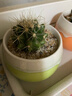 多肉植物仙人掌盆栽室內肉肉仙人球小盆栽開(kāi)花可愛(ài)桌面綠植 金虎玻+玻璃盆+黃金砂+營(yíng)養土 含盆 曬單實(shí)拍圖