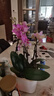 愛(ài)優(yōu)尚蝴蝶蘭帶花苞盆栽秋冬蘭花苗年宵花四季花卉植物紫六室內源頭直發(fā) 曬單實(shí)拍圖