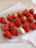 山姆大叔金獎草莓新鮮草莓【JD多地次日達】水果紅顏草莓大涼山草莓禮盒 3斤【超值裝-80%選】?jì)?.4斤* 【甜度加倍-80%選】口碑優(yōu)選果 13-18g 曬單實(shí)拍圖
