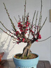 JCZS梅花盆栽樹(shù)苗老樁盆景陽(yáng)臺庭院原生紅梅大花濃香花卉耐寒冬季臘梅 梅花老樁盆景(粗1.5-2cm)送肥料拍下備注品種 不含盆 曬單實(shí)拍圖