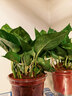 綠蘿盆栽室內植物新房家用吸除甲醛凈化空氣水培綠植花卉長(cháng)藤綠蘿 120#原盆自動(dòng)吸水【4盆】+2包肥 曬單實(shí)拍圖