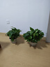 行湘綠蘿盆栽水培綠植新房除甲醛植物 180#原盆12盆+吸水盆 源頭直發(fā) 曬單實(shí)拍圖
